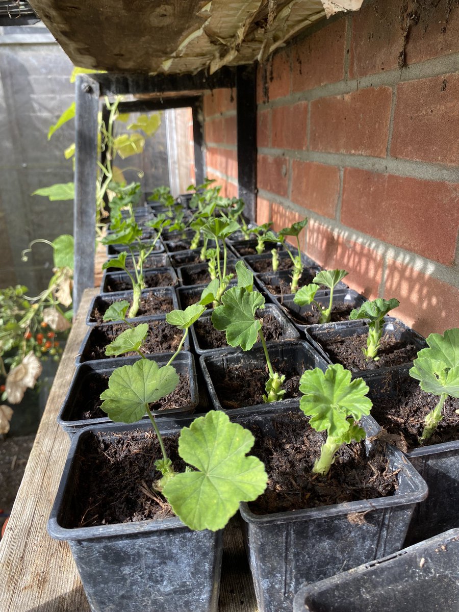 My geranium cuttings are doing well, no casualties so far 🤞🏻