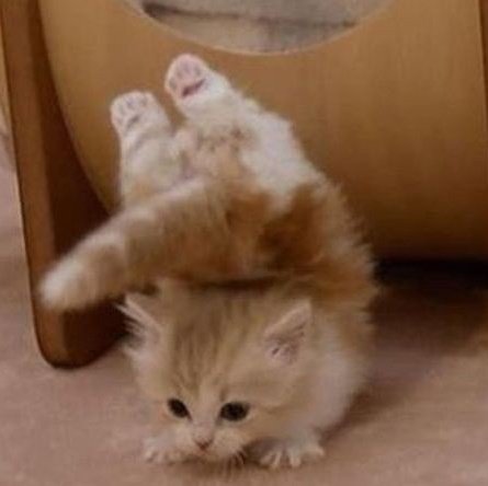 ⠀ ⠀ ⠀ ⠀     เจอร์รี่แบร์ , ลฟตท