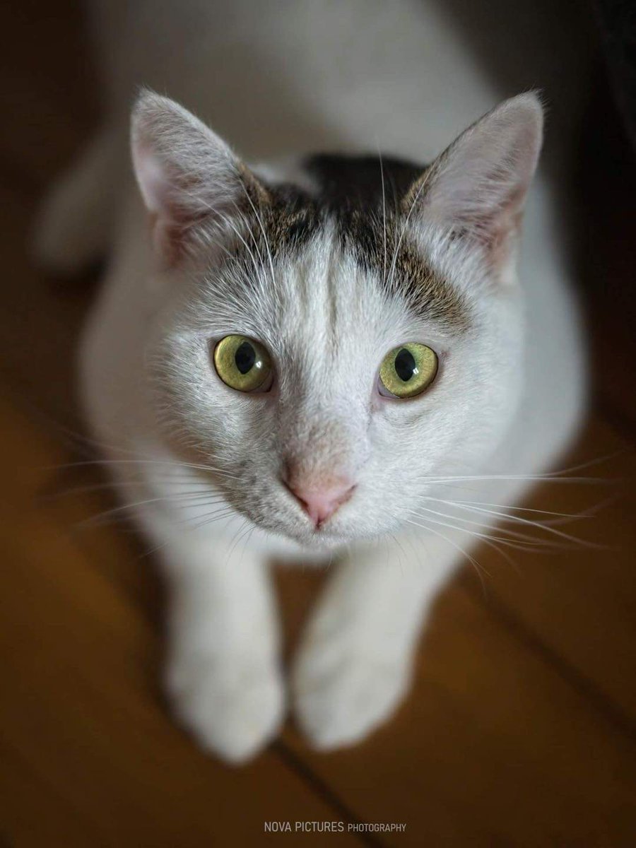 Association Owca tweet media