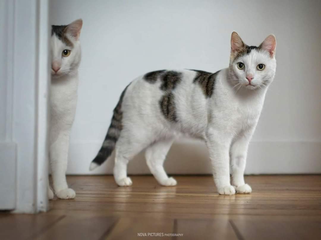 Association Owca tweet media