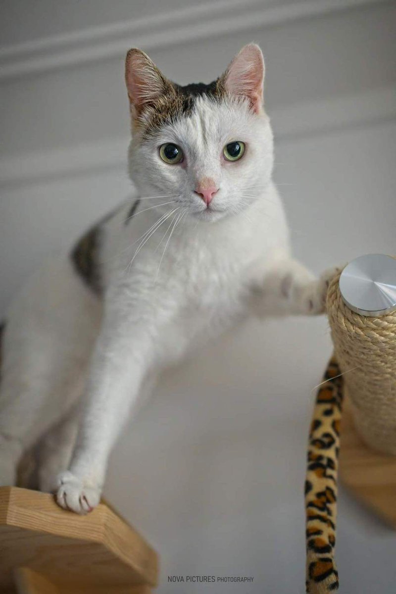 Association Owca tweet media