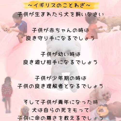 まーりん 愛犬こじろー と情報発信 Edajiro Channel Twitter