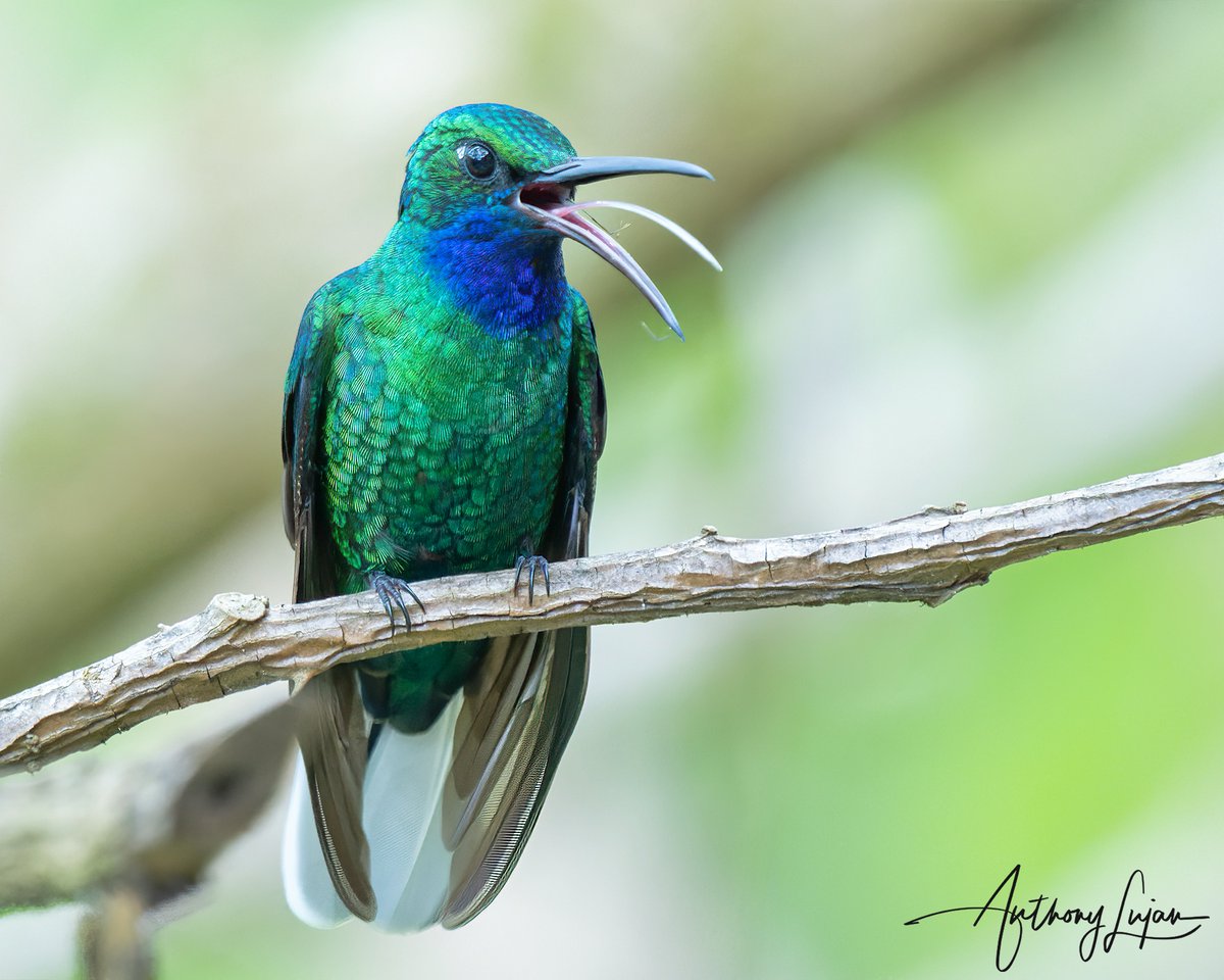 anthonylujan's tweet photo. Oh my....zoom in on the beak to find little hairs of this stunning White-tailed Sabrewing.
Tobago
Sony A1 - Sony 600mm
#WhitetailedSabrewing #Sabrewing #NearThreatened #Redlist #birdingTrinbago #birdsoftrinidadandtobago #hummingbird #nuts_about_birds #earthcapture #nature ... https://t.co/M3lboelI9P