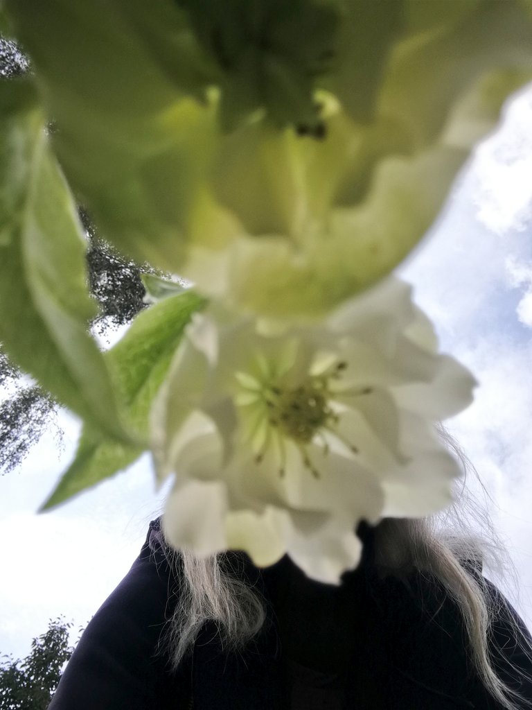 kerstin_petter's tweet photo. Från sensommarpromenaden 🚶♀️👋🌤️🌾
#blomtwitter #höstpåminplanet https://t.co/kNTLpTnmDV