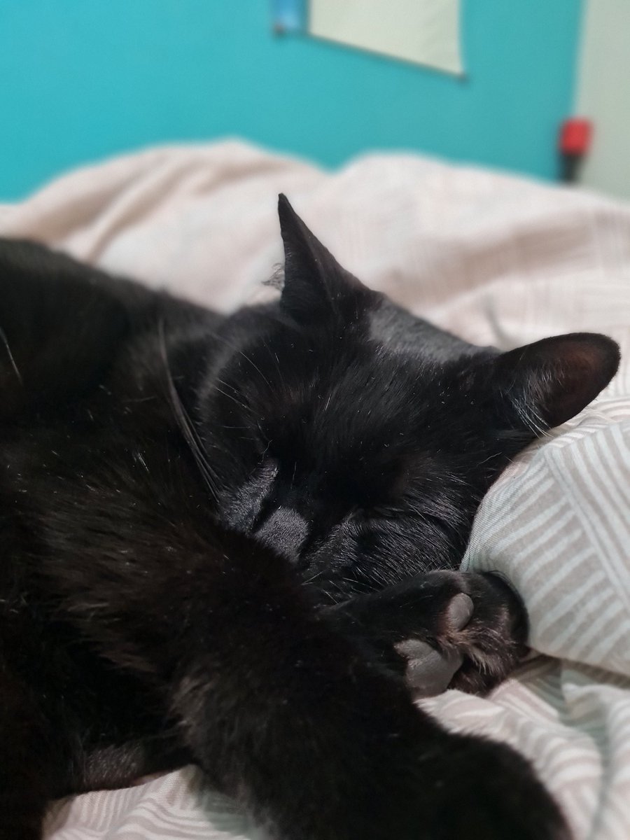 SimplyRoseland's tweet photo. Meet my Jupiter ! She's the insisting for one of the pages of my book #Caturday #CatsOnTwitter #book https://t.co/OSK3vrnMN8