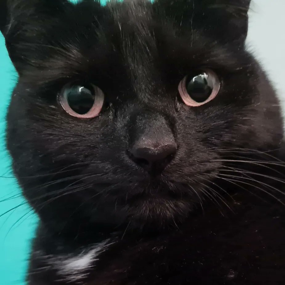 SimplyRoseland's tweet photo. Meet my Jupiter ! She's the insisting for one of the pages of my book #Caturday #CatsOnTwitter #book https://t.co/OSK3vrnMN8