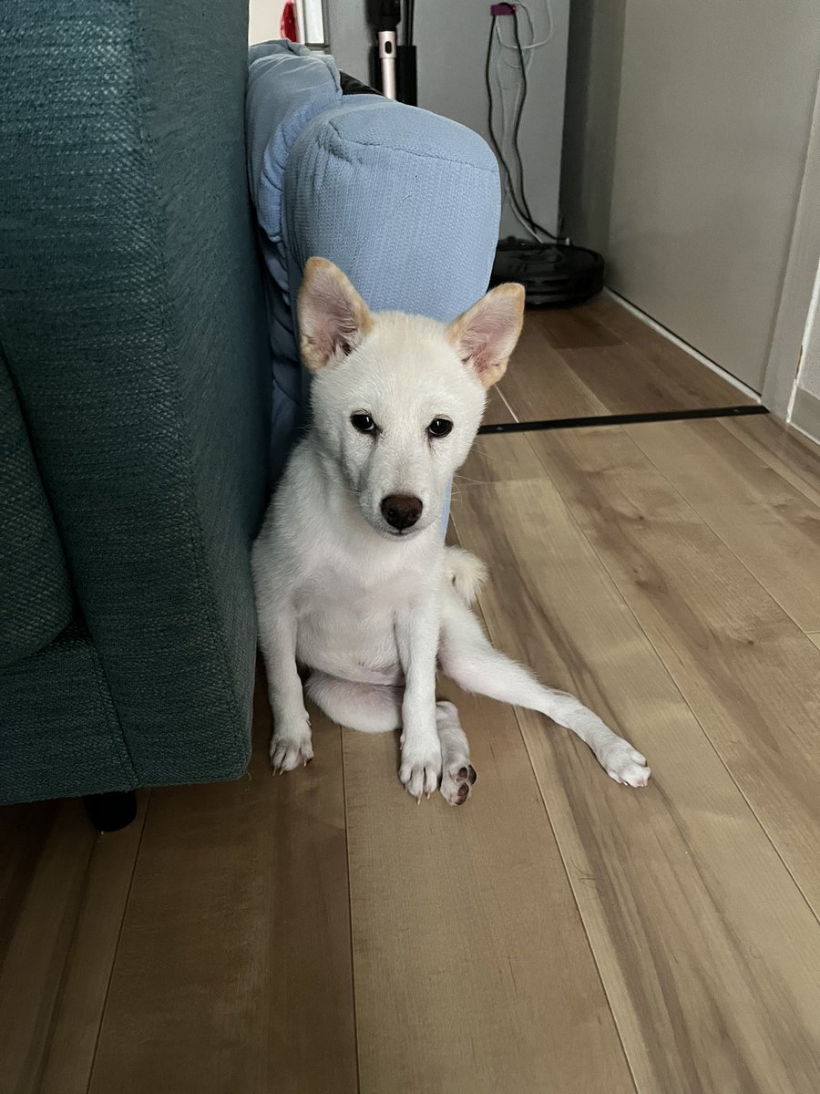 hare06101's tweet photo. セクシーな座り方のハレ😍

 #犬   #いぬ   #いぬすたぐらむ 
 #犬すたぐらむ   #犬好きな人と繋がりたい 
 #柴犬   #しば   #しばいぬ 
 #子犬   #こいぬのいる暮らし   #パピー 
 #dog  #inu   #dogstagram 
 #doglover 
 #shibainu   #shiba  
 #pappy  #dogpappy https://t.co/PDeGJimpMu