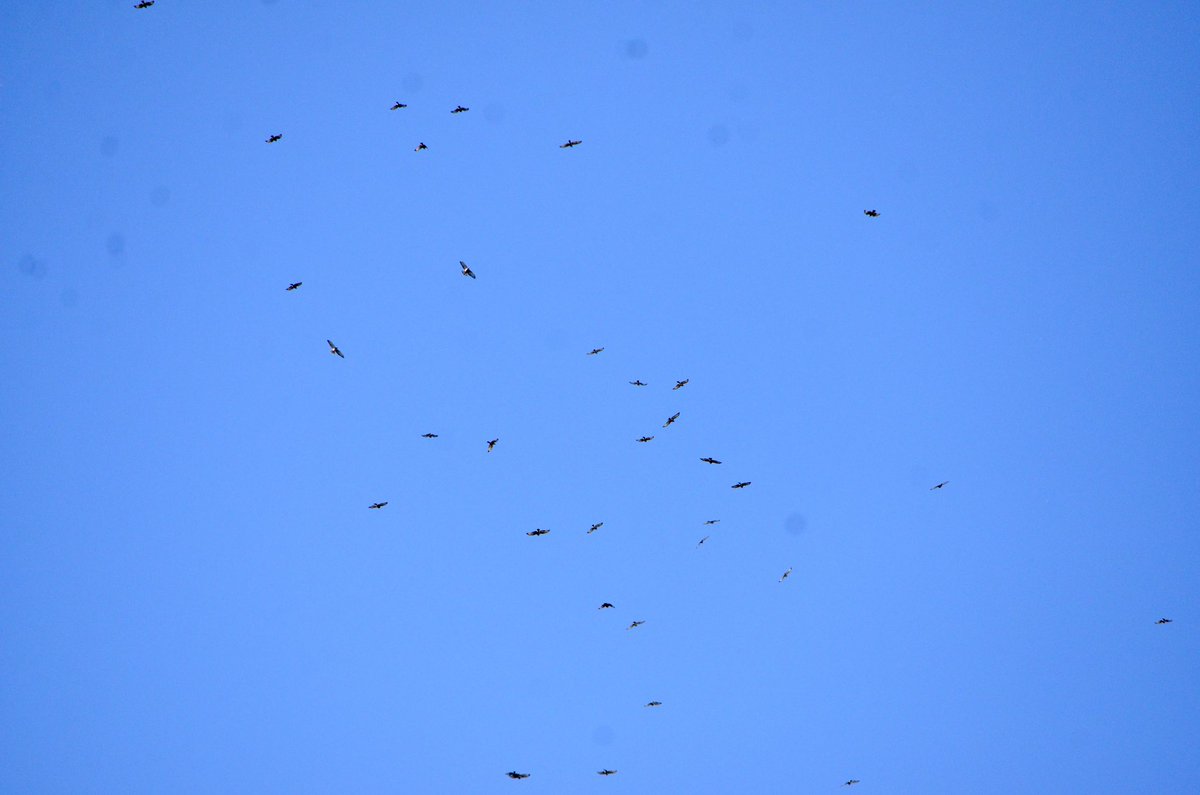koolshark2's tweet photo. #broadwingedhawk: numbering at least in the hundreds, possibly 4-figures, they filled the skies of @CentralParkNYC for #fallmigration yesterday throughout the day. Many up high so tiny you need binoculars to see. #birding #nyc #hawk #raptor #birdofprey https://t.co/KfPpiANNLn