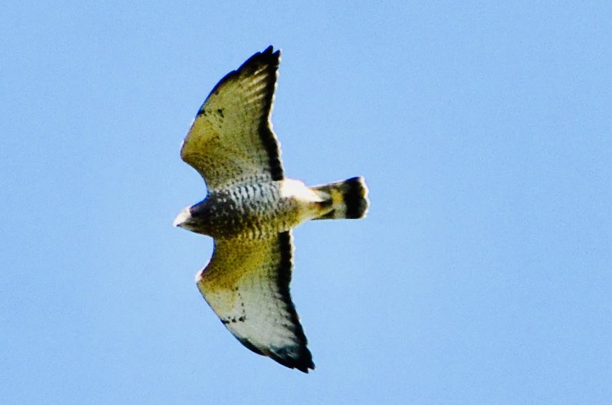 koolshark2's tweet photo. #broadwingedhawk: numbering at least in the hundreds, possibly 4-figures, they filled the skies of @CentralParkNYC for #fallmigration yesterday throughout the day. Many up high so tiny you need binoculars to see. #birding #nyc #hawk #raptor #birdofprey https://t.co/KfPpiANNLn