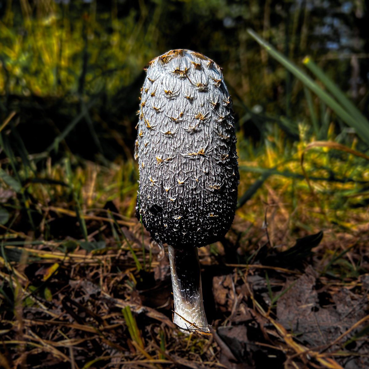 AdmiredArt tweet media