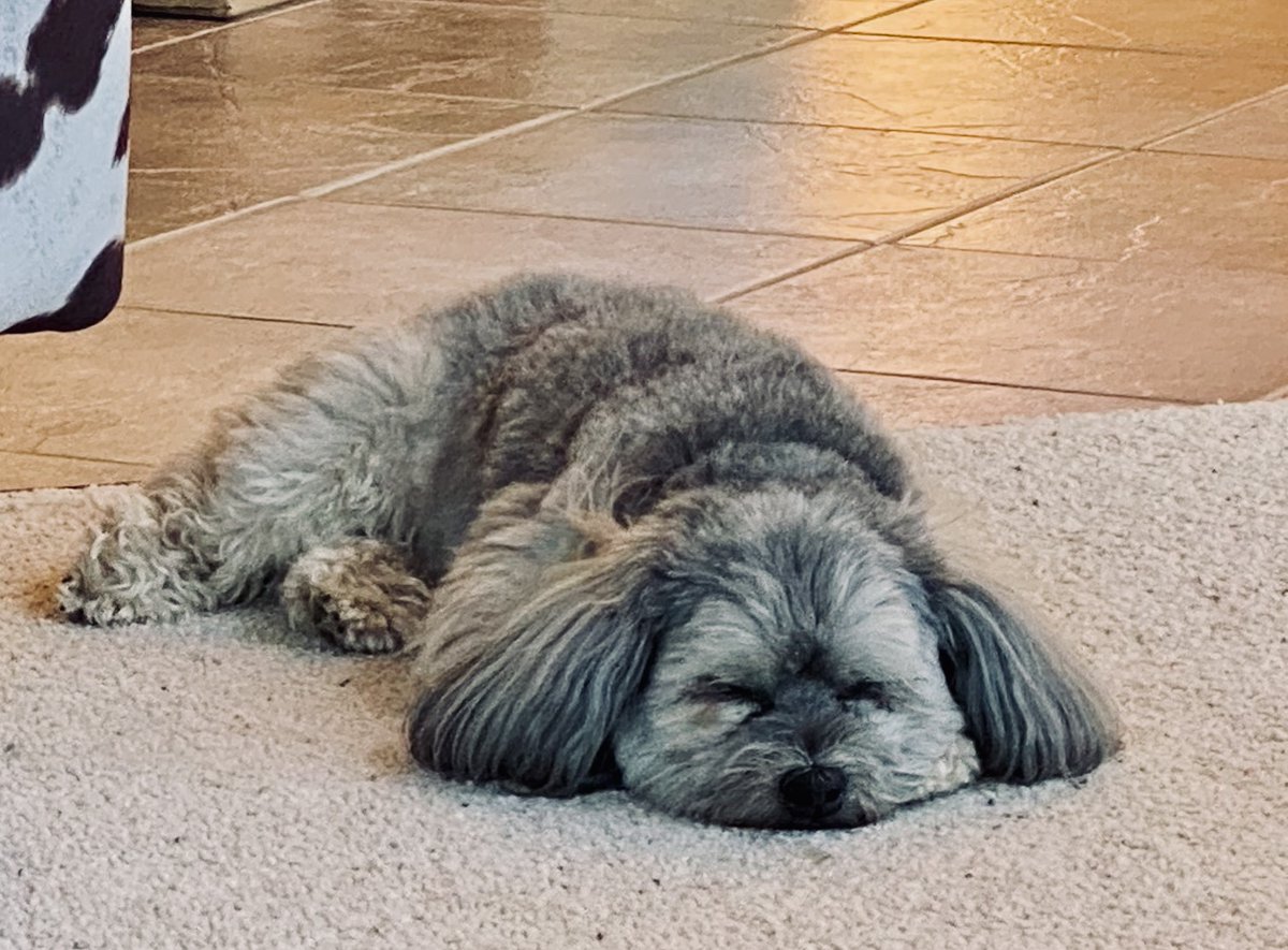 Today In the Huckleberry Report: This morning's BBD (Bouncy Ball Drills) has been postponed until further notice. 🐾 #huckleberryreport