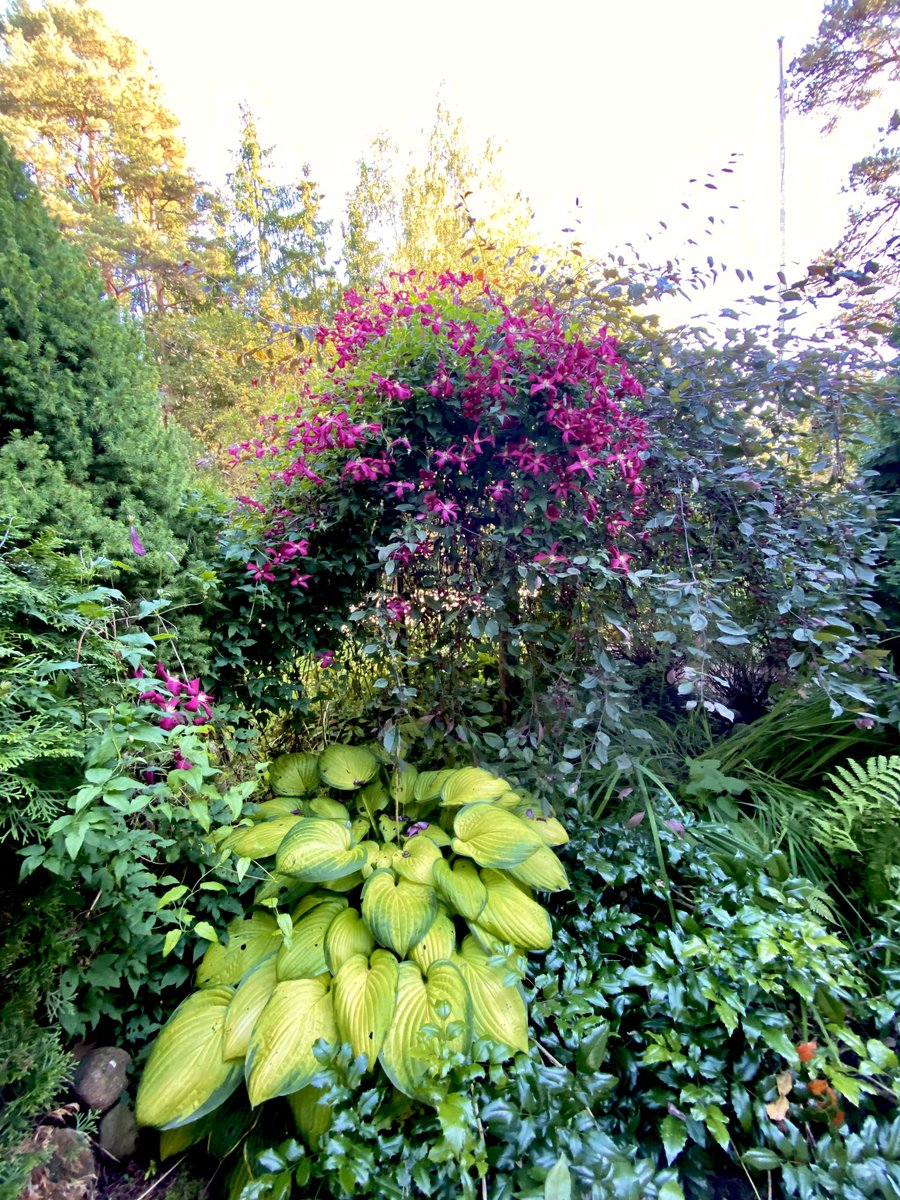 LaihoKuutamo6's tweet photo. #puutarha #clematis #syksy #syyskuu #garden #autumn #sebtember https://t.co/ac9qJwYOaj