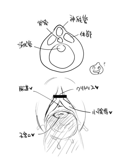 すごくどうでもいい話なんだけど
おまんこに何か突っ込んでて中透けてる絵を描いてる時
生物の胚の発生の輪切りにしたやつを毎回思い出してしまうんだけど誰か同じようなこと考えてる人はいないんですかね 