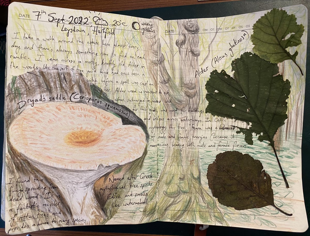 A couple of pages from my nature journal, sketched after a walk around the Leysdown estate where I live and work ✍🏻🌳🍄

#naturejournal #naturediary #LedermanTrainee @SussexWildlife
