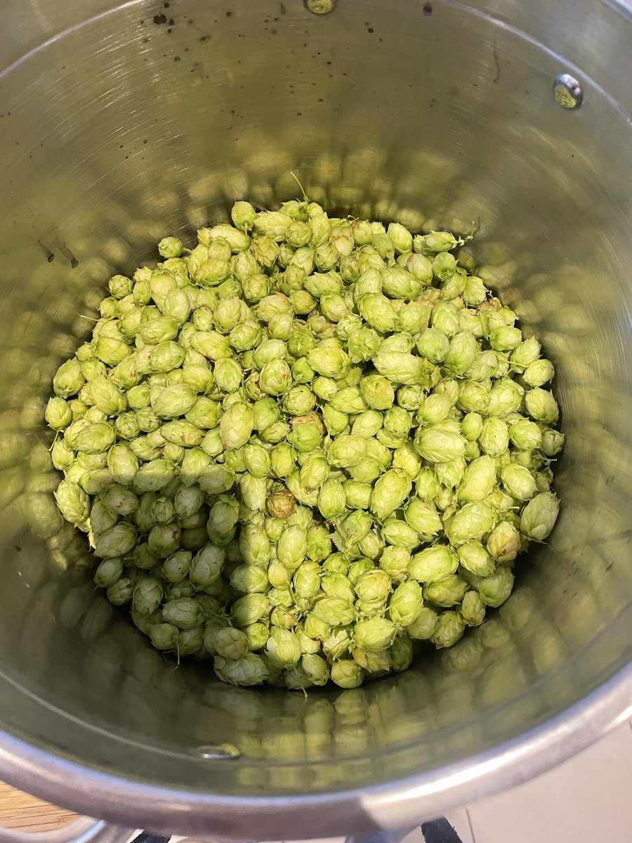 Brewing my first ever green hop beer! 500g of Cascade picked fresh this morning! Man they smell great!