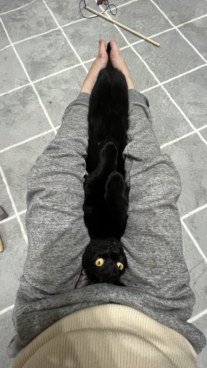 chimichimicat's tweet photo. 飼い主の股下丈 https://t.co/zH6uVNI32E