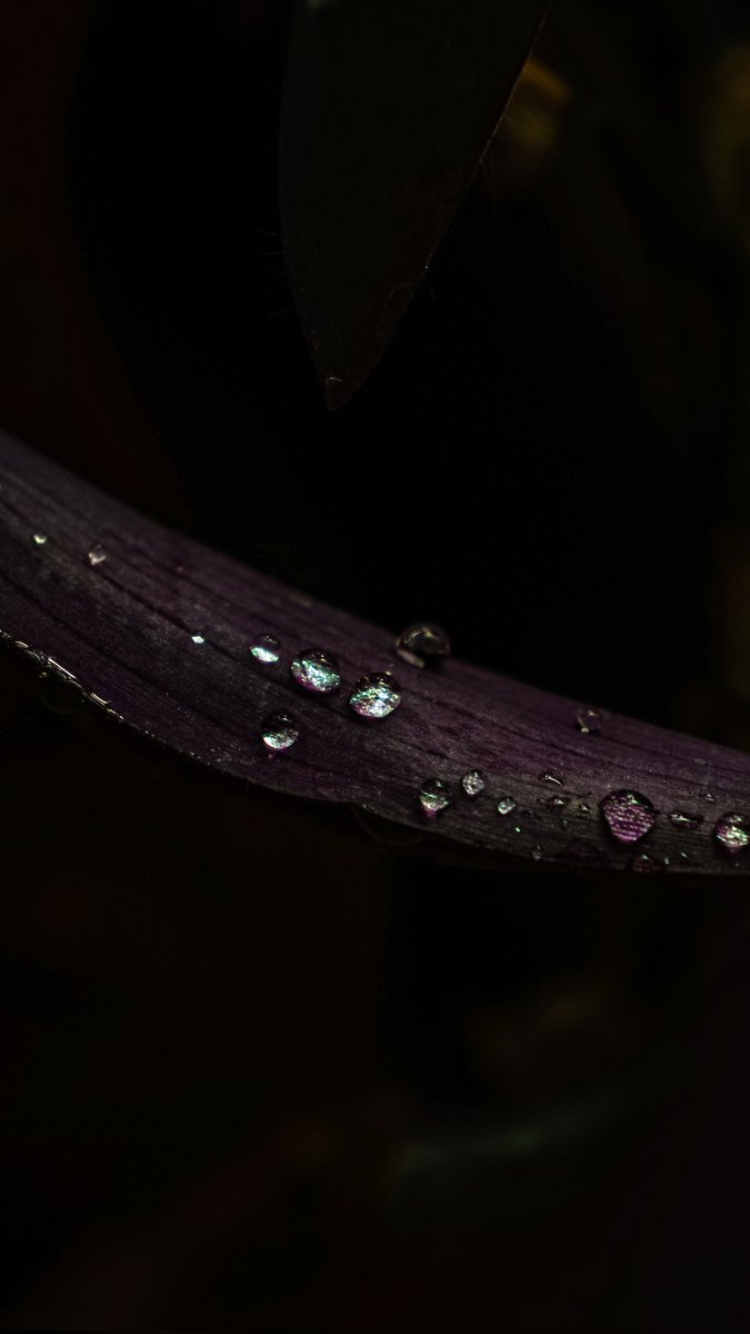 mo_shayaan's tweet photo. Some random macro shots... https://t.co/eLHMCCSHag