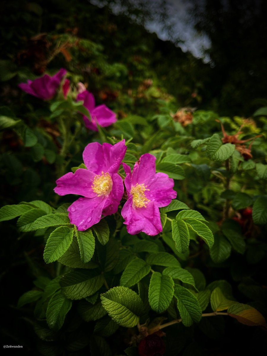 Zeitwunden's tweet image. 