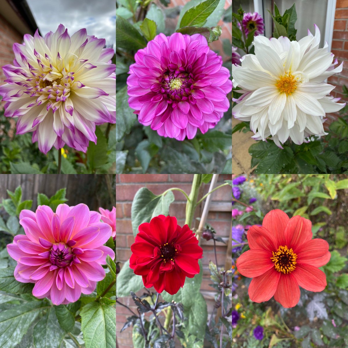 #dahlias for this weeks #sixonsaturday now the days are drawing in the dahlia’s seem to be at their best #gardening #flowers