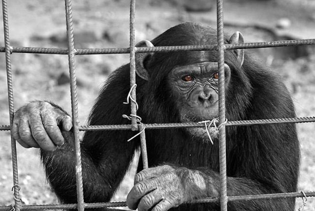 FacelyKonate1's tweet photo. #Fana, le doyen des chimpanzés de #Bossou (Lola, #Guinée) est mort jeudi 22 septembre 2022, à 70 ans.

📸 Illustration https://t.co/Y3isRaZMyO