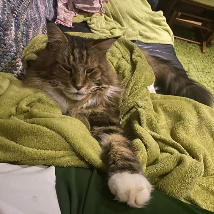 JohnDaffern2's tweet photo. Rufus may have got into a delivery van around 9pm Tuesday in Compton Martin #Somerset and then jumped out again at some other delivery address to find himself lost.
He’s 9 and has missed a vet appointment for suspected cancer so we are absolutely devastated  
Call: 07361 583407 https://t.co/wAYA9hPIV3