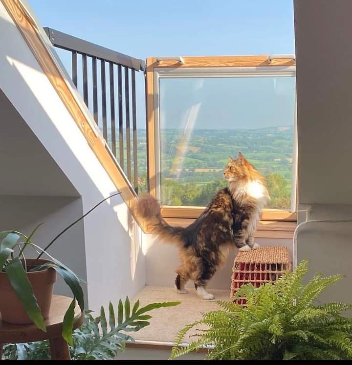 JohnDaffern2's tweet photo. Rufus may have got into a delivery van around 9pm Tuesday in Compton Martin #Somerset and then jumped out again at some other delivery address to find himself lost.
He’s 9 and has missed a vet appointment for suspected cancer so we are absolutely devastated  
Call: 07361 583407 https://t.co/wAYA9hPIV3