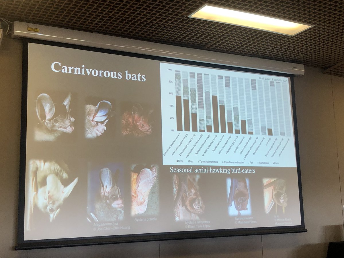 KitStoner's tweet photo. Absolutely fascinating start to the day with our #NatBatConf keynote speaker, @rodrigomedellin. Talking to us about diets of carnivorous #bats! These are not in the UK I hasten to add! @_BCT_ https://t.co/Dh6P5F3tVj