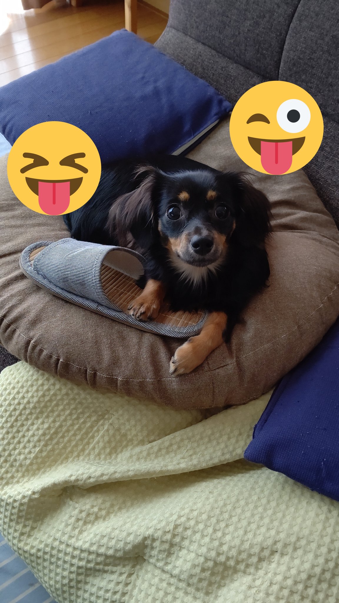 犬大好き Twitter Search Twitter