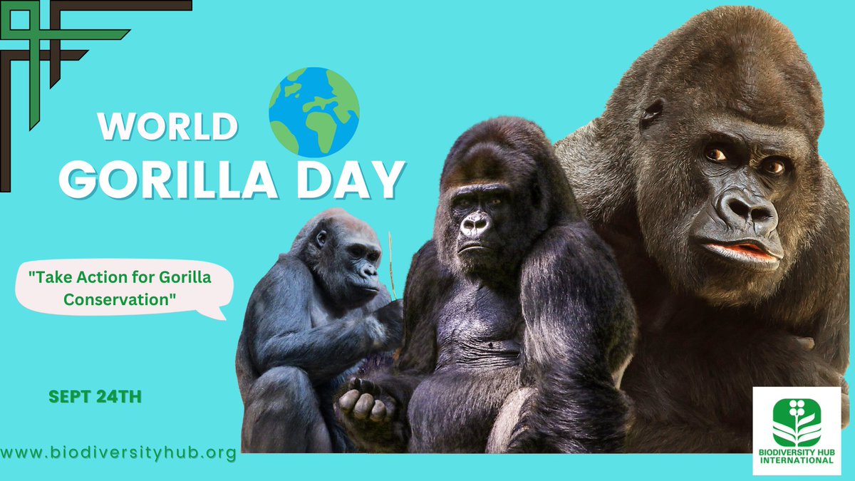 BHI_GLOBAL's tweet image. This #WorldGorillaDay 
We call for urgent action and awareness creation on the protection and conservation of these #endangered biodiversity species.

Lets focus on reducing threats such as:
🌳Habitat loss
🏹 Gorilla Poaching, 
And Human-Gorilla conflicts.
#Wildlife   #ForNature