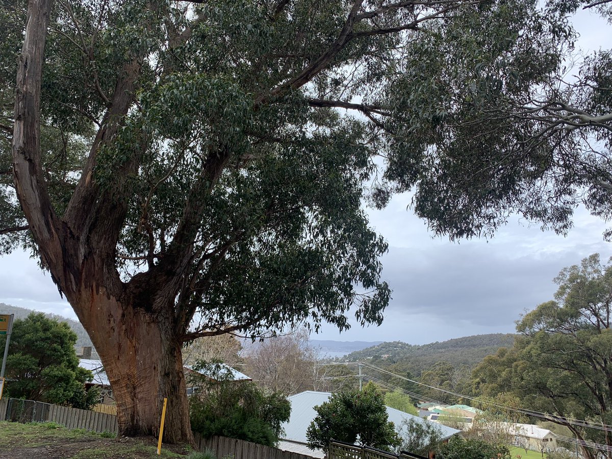 Sylviasocket's tweet photo. Thick trunk Thursday on a Saturday. Magnificent street trees on Mt Kunanyi. #treesforlife https://t.co/OyrpiooAuO