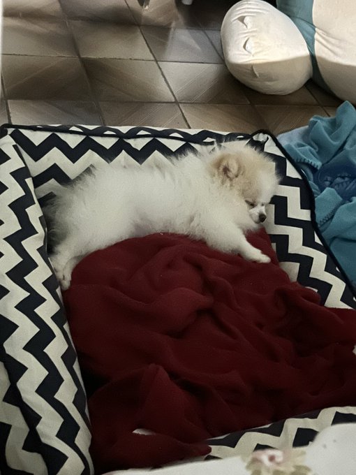 Poke roubou a caminha do Te https://t.co/d4aGNrwyaL