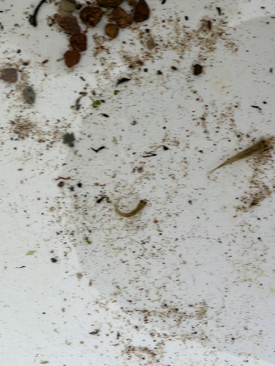 isla_iduncan45's tweet photo. Mrs Duncan and P1D Down by the Riverside
We were learning about life in The River Dee this week. We were observing the fish, ducks and learned about the life cycle of the salmon and how salmon move along the river.Lots of active learning. #buddingscientists @Kirkhill_School https://t.co/Ov0gO8gIzV