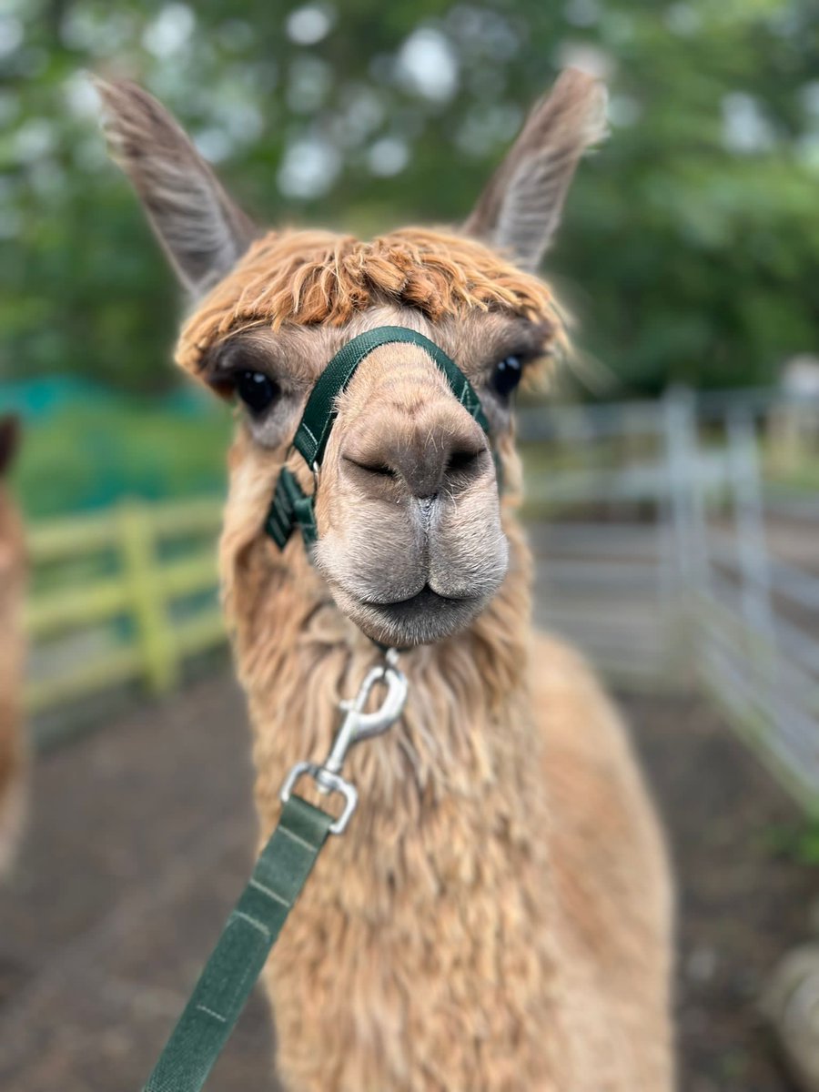 Dave...did your mum cut your fringe?