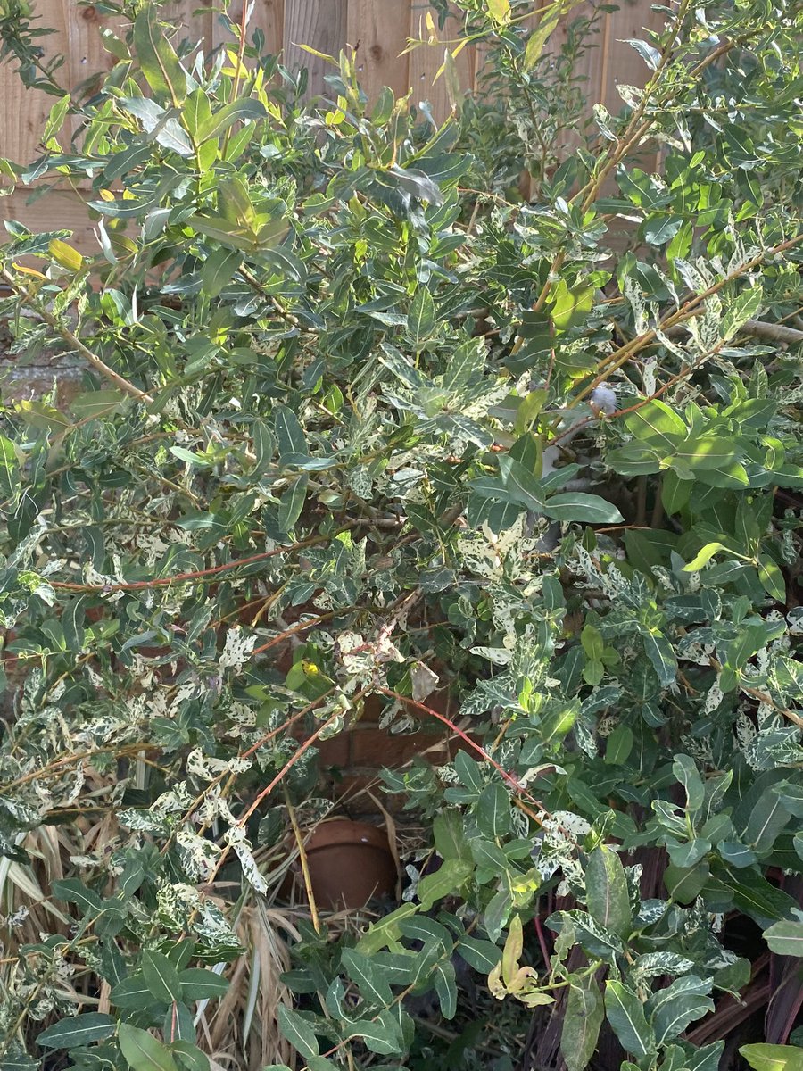 I’m in here, can you find me ? Happy #Caturday 😺😼
#CatsOnTwitter #CatsOnTwitter #KittensOfTwitter #kittengate #puzzle