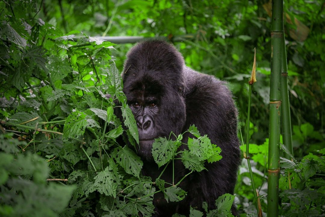 It's #WorldGorillaDay Today!!! We join the world in celebrating #gorillas & spread awareness to empower global #communities to take action for #gorillaconservation

#Uganda is home to over half of remaining endangered mountain Gorilla population
#WorldGorillaDay2022 
#GorillaDay