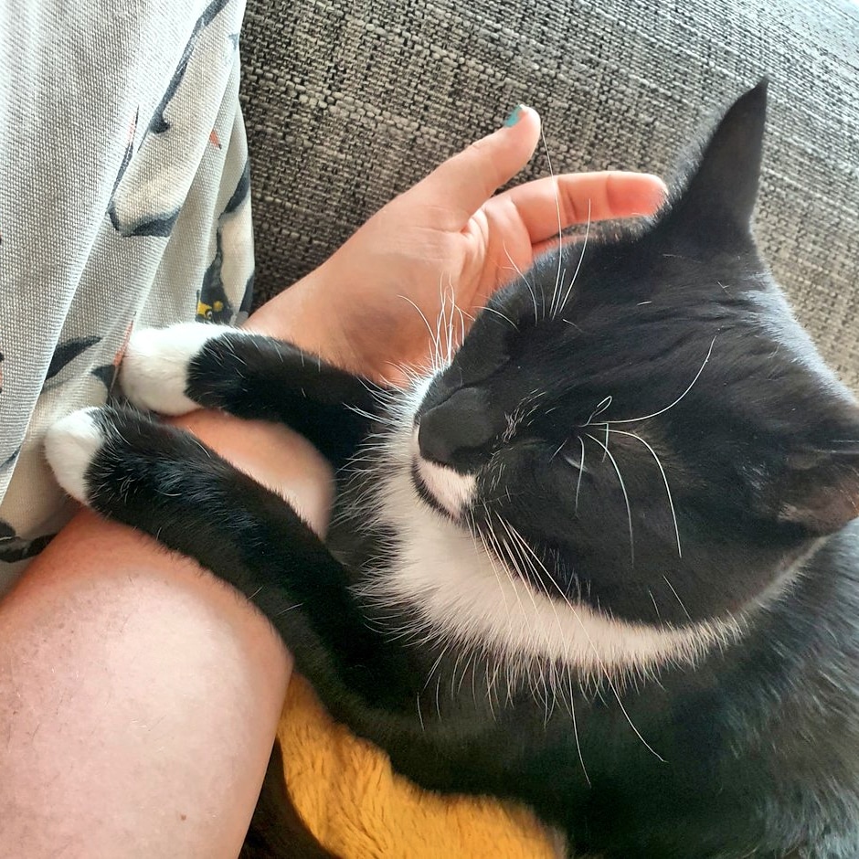 Happy #Caturday from Gelato. He's in a super soppy mood this morning 💜