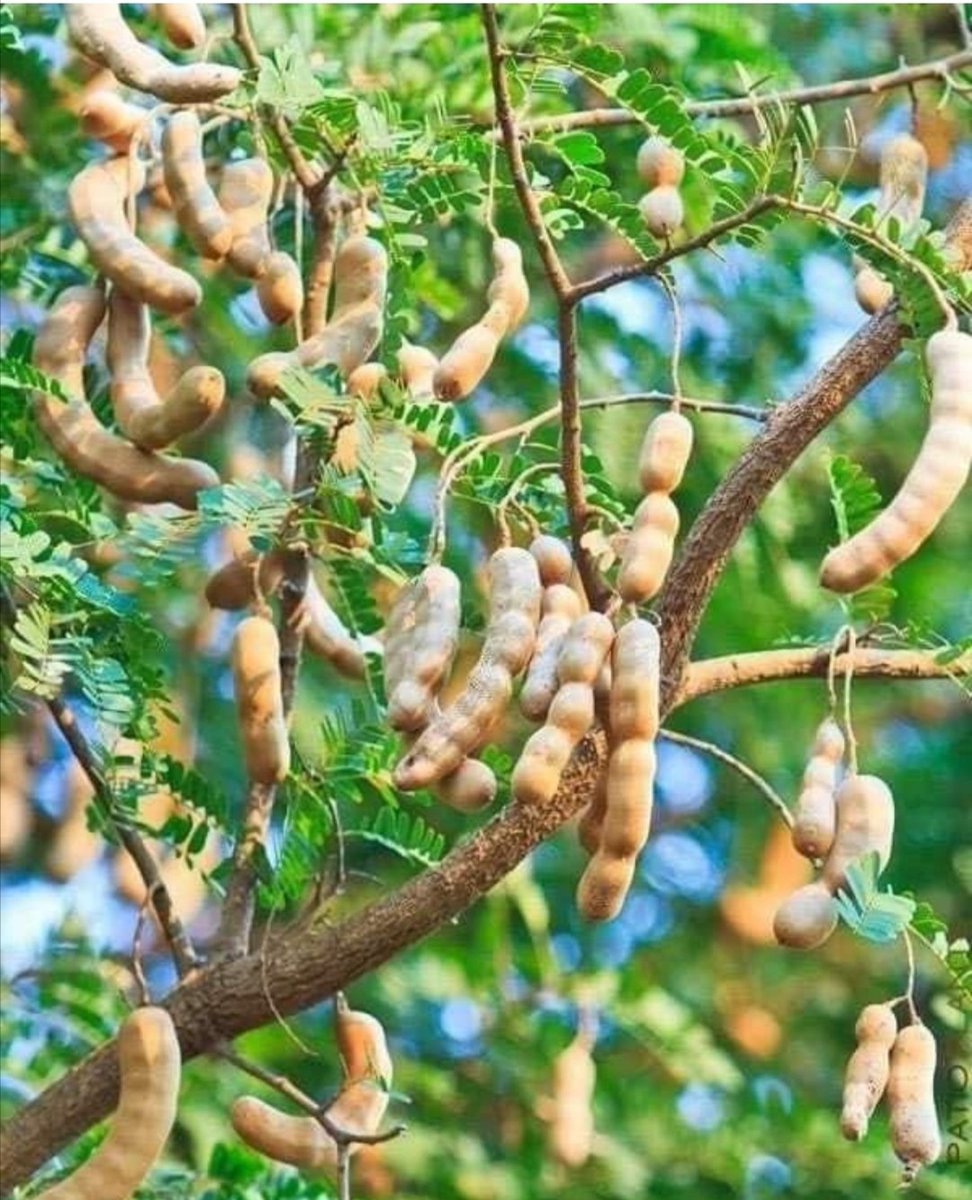 EnyonamManye's tweet photo. #SaturdayMood💚

Farmers who know the name of this crop? Fastest finger drop your answer https://t.co/SdNgCLWPbV