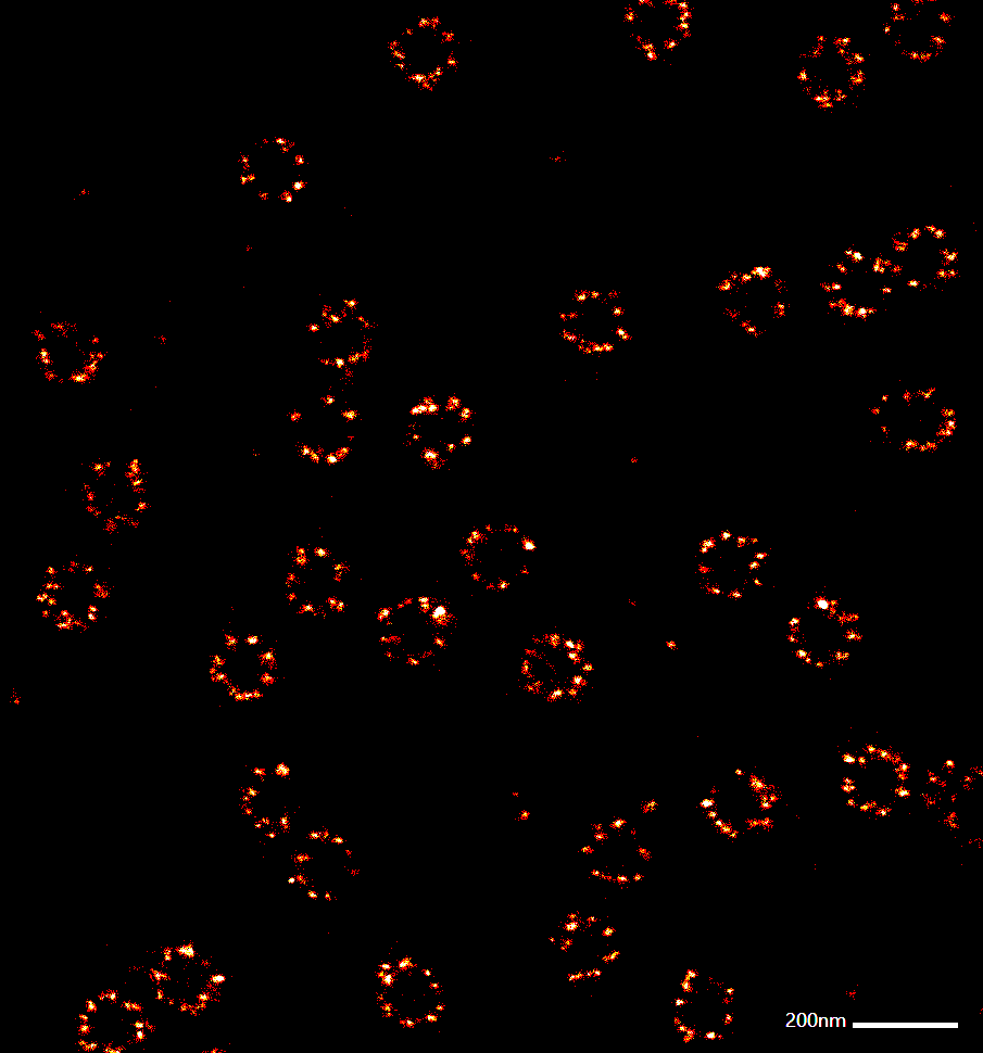 MeschkatMartin's tweet photo. As we are doing #MINFLUX Tracking, we for sure do not miss out on MINFLUX #imaging. Here a fresh image from the MINFLUX course at #EMBLSTED_MINFLUX by @SSchnorren 

@EmblImaging, @EMBLEvents, @EMBLHeidelberg, @abberior

#microscopy #superresolution #NUP https://t.co/Cw4BYqDb1g