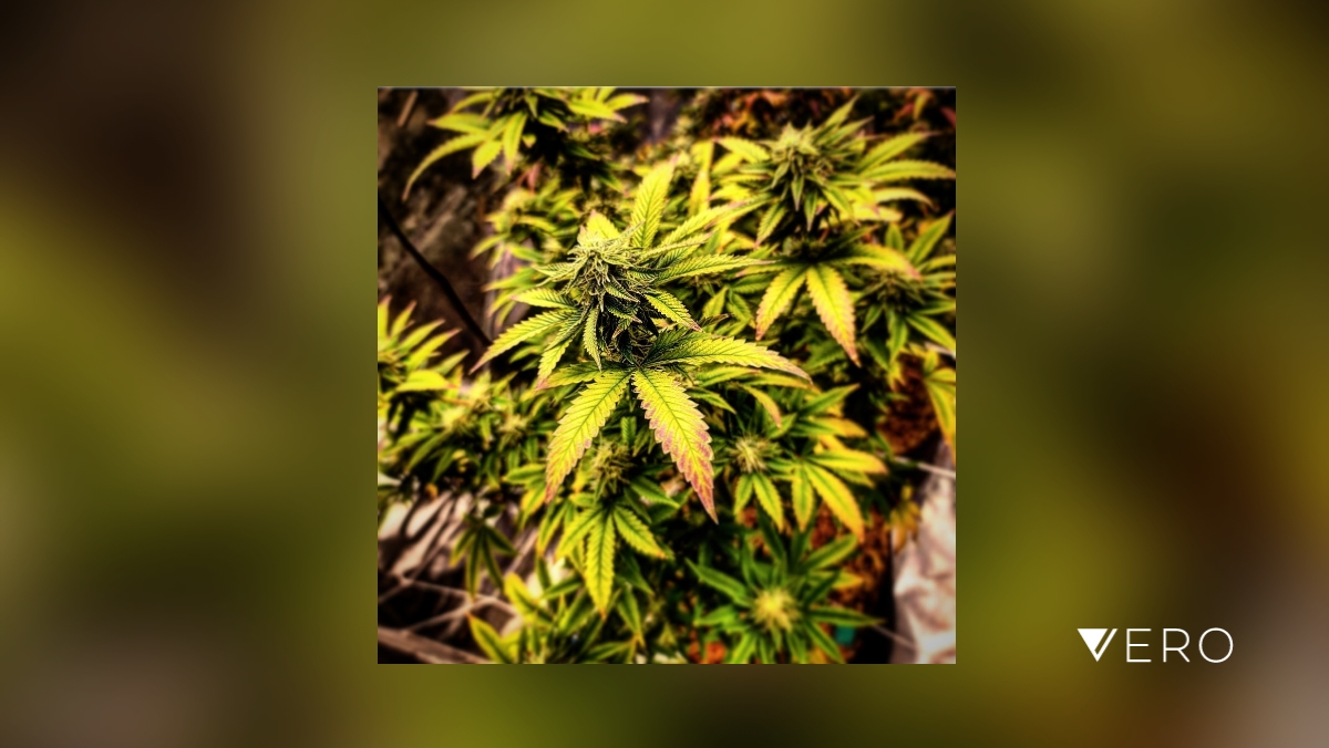 funkybunnysc's tweet photo. And they said that money doesn't grow on trees. 🤥🤭 https://t.co/p2lOd3CZRB https://t.co/41W6bMKD58