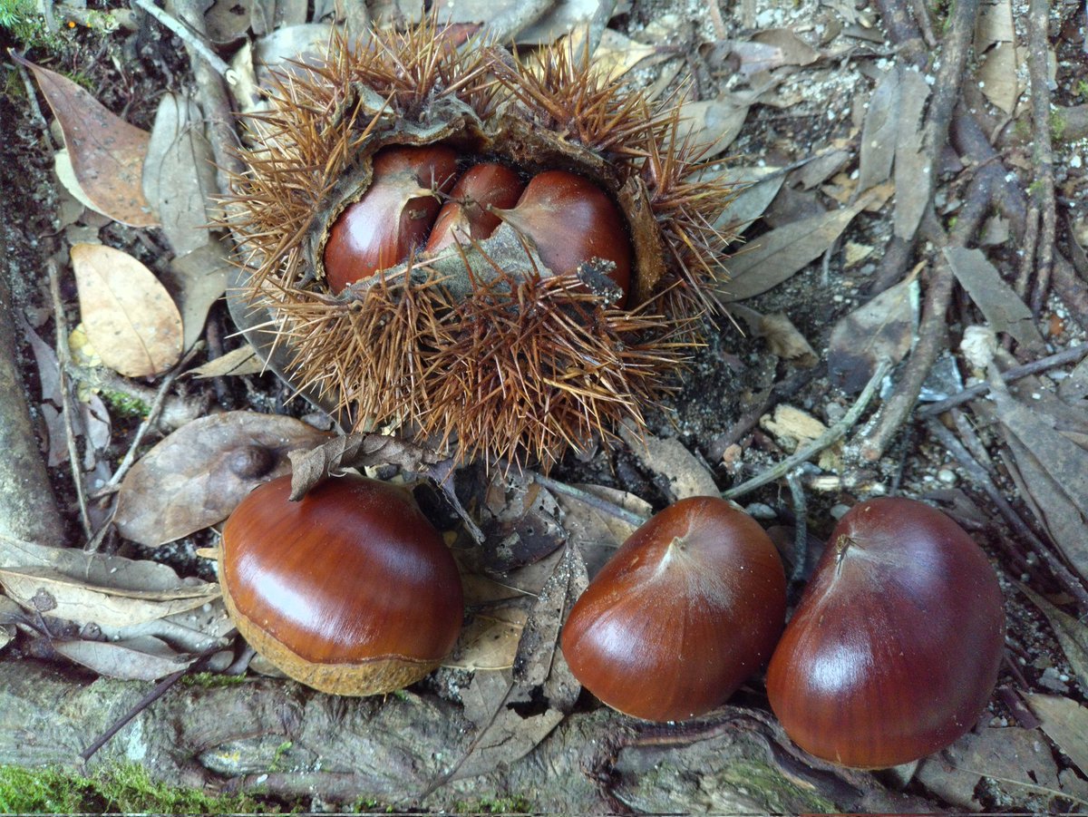 まねきねこ様 ② 新甘泉 入荷実績 - revisionskincare.pk