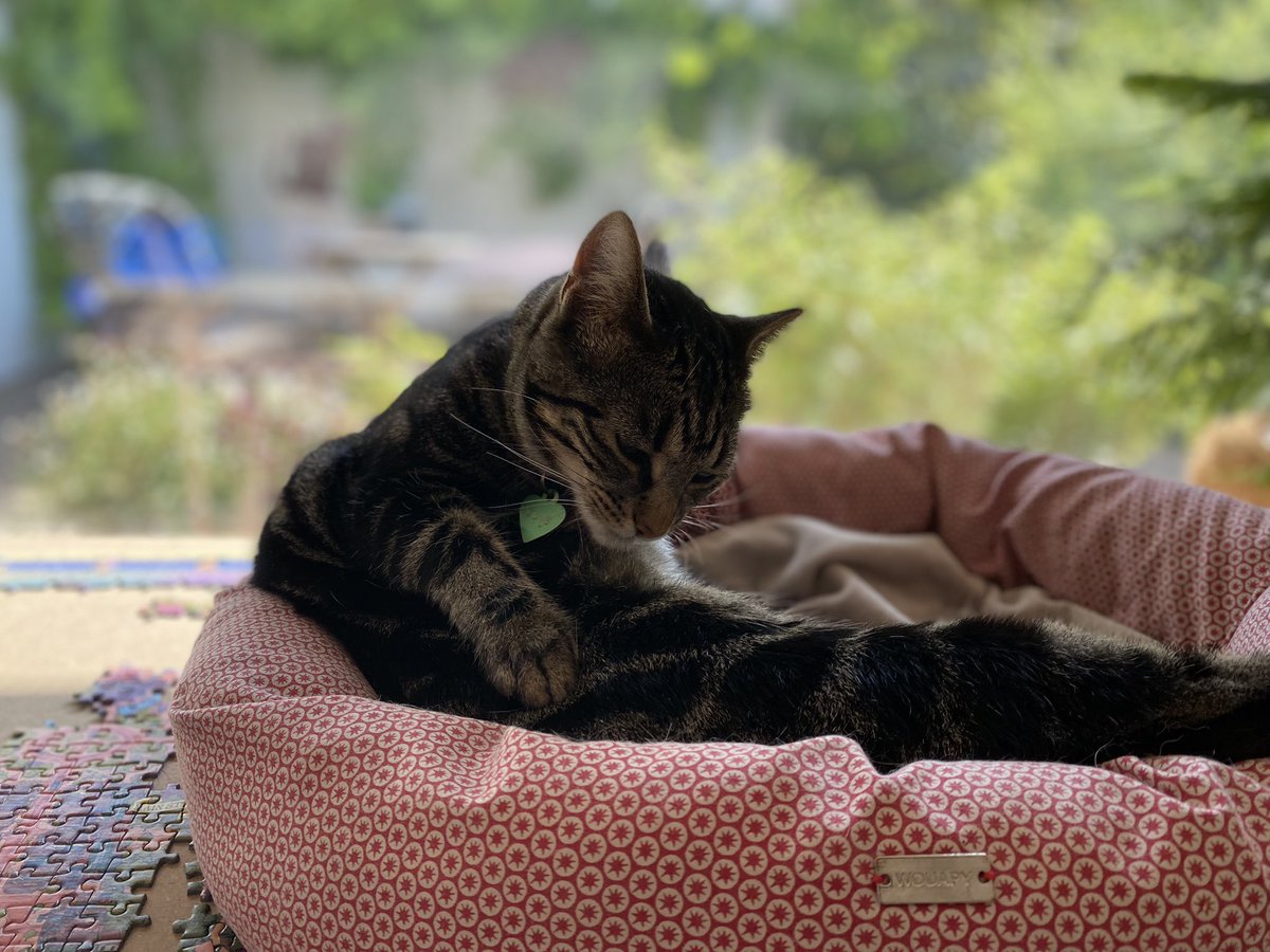 Emma88745's tweet photo. Commençons bien le week-end montrez moi des photos de vos animaux https://t.co/jwJXVZ7TH7