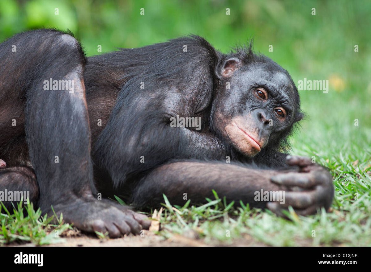ajsg_guinee's tweet photo. A 70 ans, #Fana, le doyen des chimpanzés de #Bossou dans la préfecture de Lola, en Guinée Forestière est mort jeudi 22 septembre 2022. #Guinee #Kibaro 

CR : Facely Konaté https://t.co/mf9Q4ZPIMj