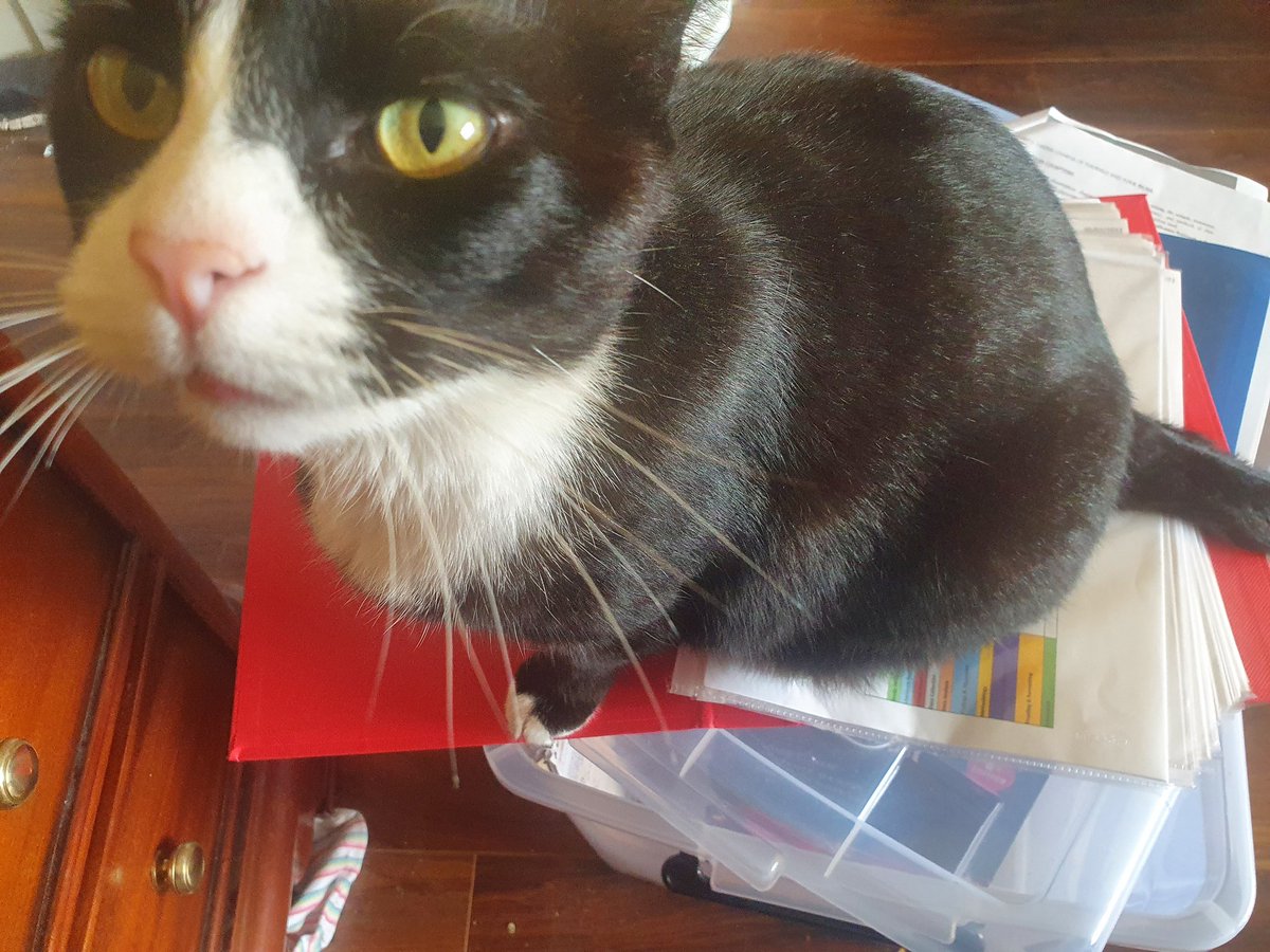 millstreetmom's tweet photo. My bed is right behind him but he decides my folder is better seating option. You gotta love cats! ❤️ 😻 https://t.co/kUdWZjVrEj