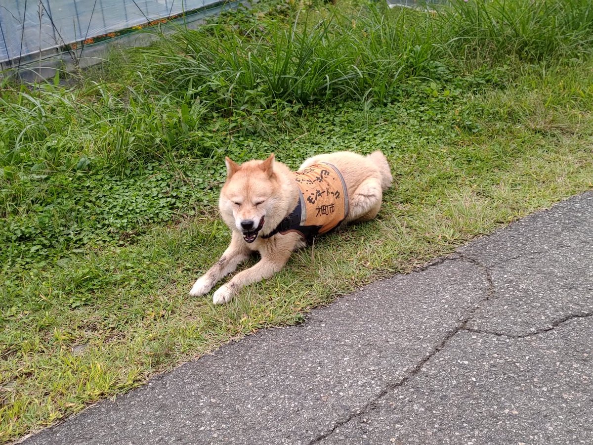 リードも飼い主もいないでトコトコ歩いてる犬がいたので何かなと思ったら猿を追い払うためにパトロールしている犬らしい かしこい えらい Togetter リードも飼い主もいないでトコトコ歩いてる犬がいたので何かなと思ったら猿を追い払うためにパトロールしている犬らしい かしこい えらい Togetter