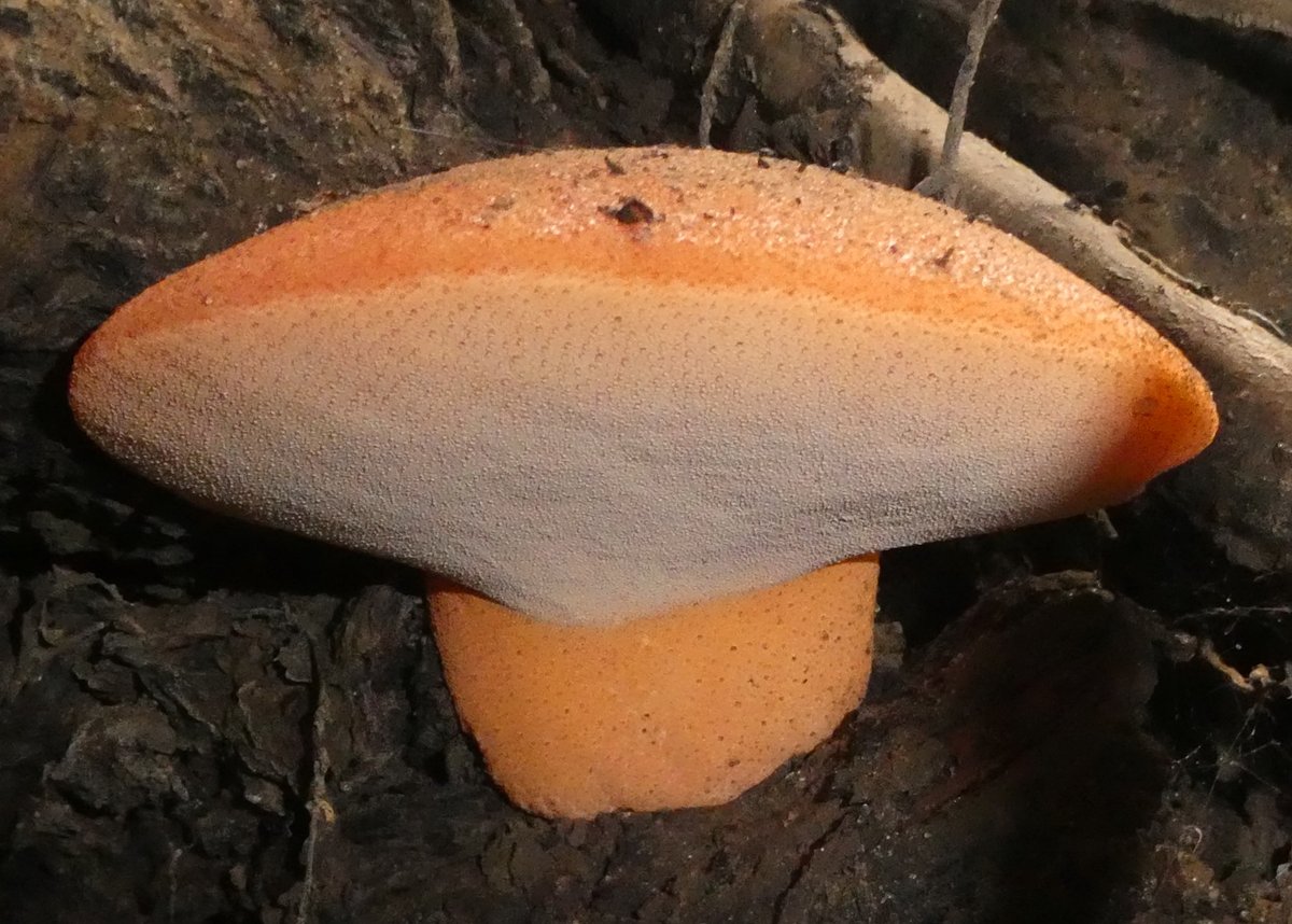 treeruss's tweet photo. Severe #drought causes trees to dehydrate.
This accelerates growth of #WoodDecayFungi, increasing their capacity to fruit.
Hence current the explosion in #TreeFungi.
Chicken of the Woods fruited twice this year.
Hen of the Woods
Spindle Shank
Beefsteak
#WoodDecay #BracketFungi https://t.co/o3YS1I00S2