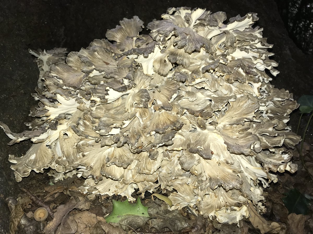 treeruss's tweet photo. Severe #drought causes trees to dehydrate.
This accelerates growth of #WoodDecayFungi, increasing their capacity to fruit.
Hence current the explosion in #TreeFungi.
Chicken of the Woods fruited twice this year.
Hen of the Woods
Spindle Shank
Beefsteak
#WoodDecay #BracketFungi https://t.co/o3YS1I00S2