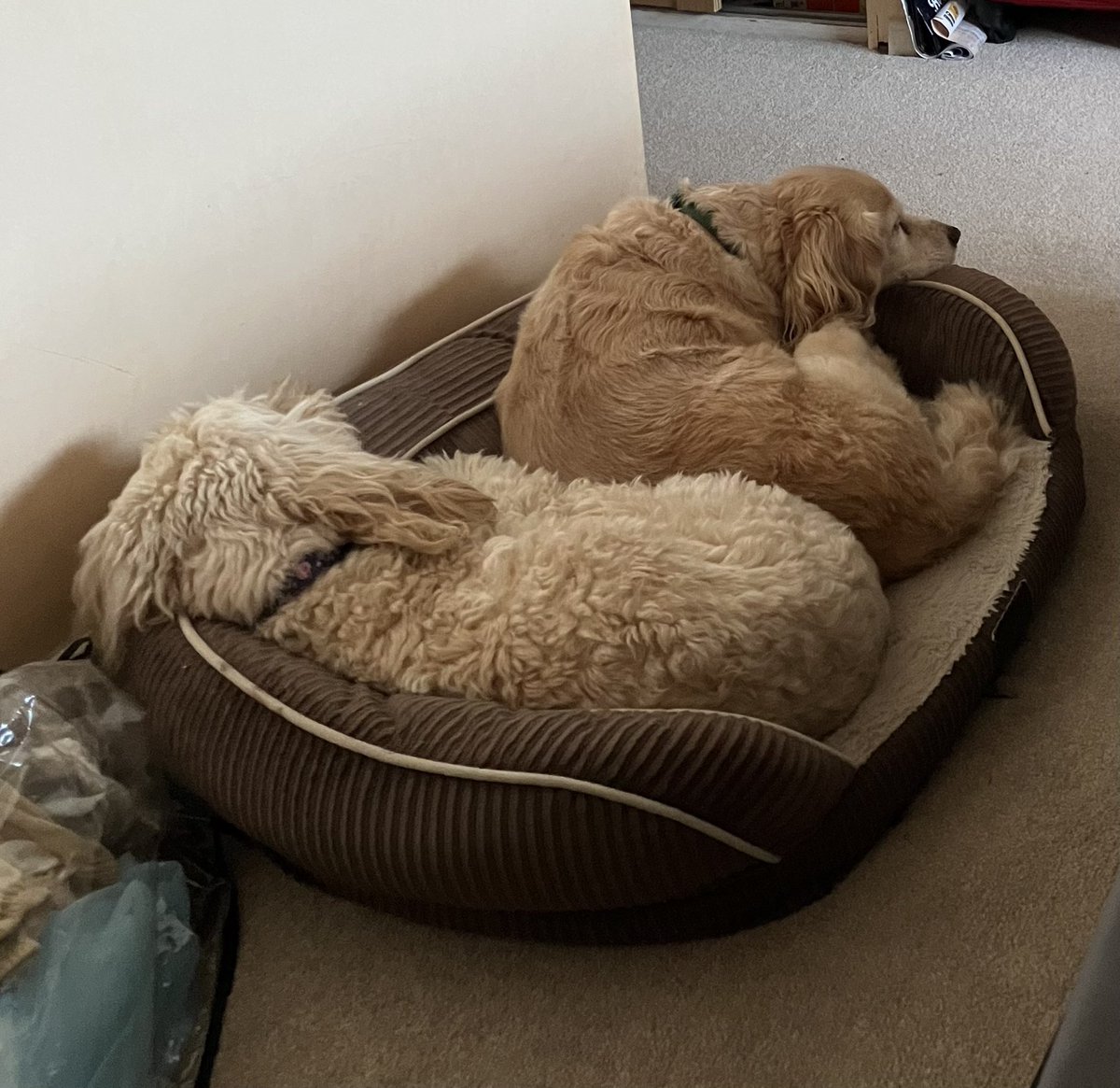 My Ted and Roxy chillin