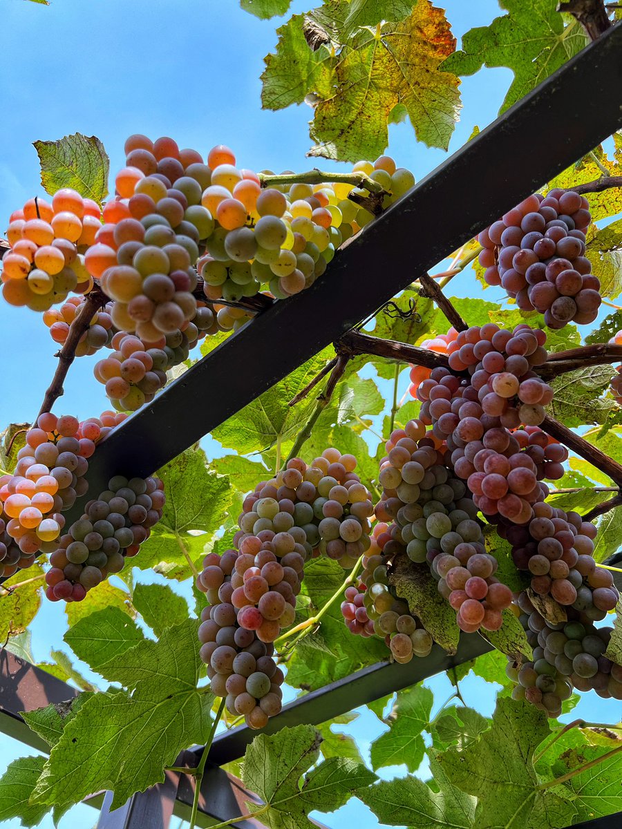 Gosia_Gorczyca's tweet photo. Piękna i pyszna #jesień! #winogrona #ogród #Tarnów https://t.co/TZqKNMtLAk