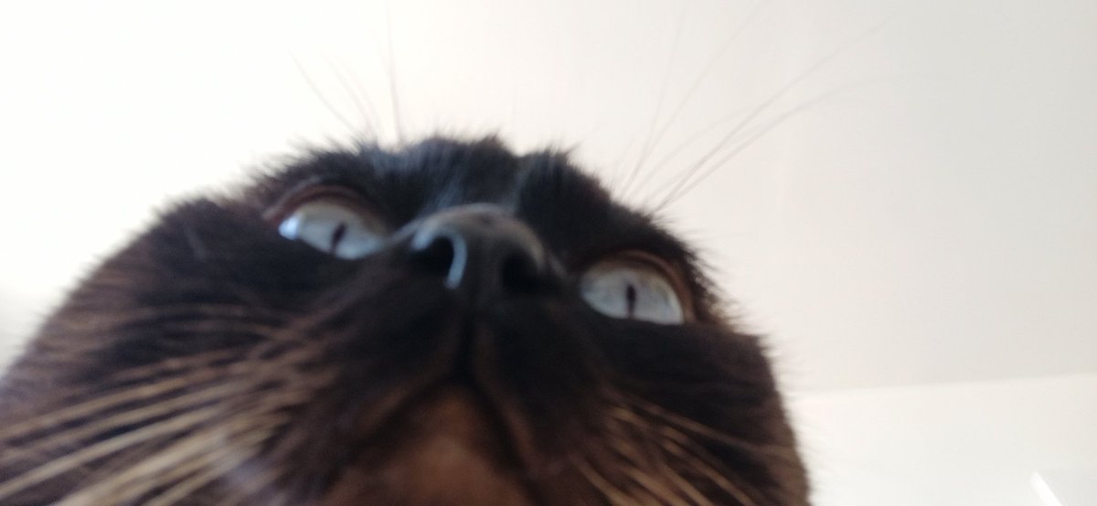 thetruegamer7's tweet photo. A une soirée, tu trouves une zoulette mignonne et un jour tu ouvres les yeux et y'a ces deux trucs dans ton lit. #papachat et #majordom https://t.co/xEn6YRYc4B
