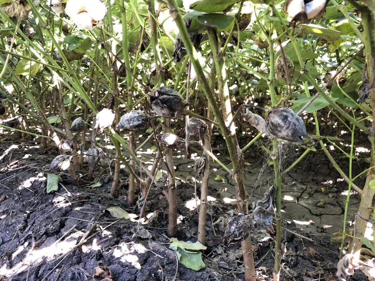 DuyLe15069637's tweet photo. 🔵Boll rot caused by aprox 170 bacteria &amp; fungi, sporadic yet important. Favored by mild, wet year, potentially again, so high risk for rot again
🔵We @aphrika_gregson for 1st time fully ID Colletotrichum truncatum among many yet to be ID https://t.co/BvScogYWZd
🙏@CottonResearch https://t.co/Er0sTVdQPI